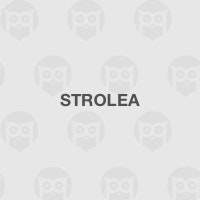 Strolea